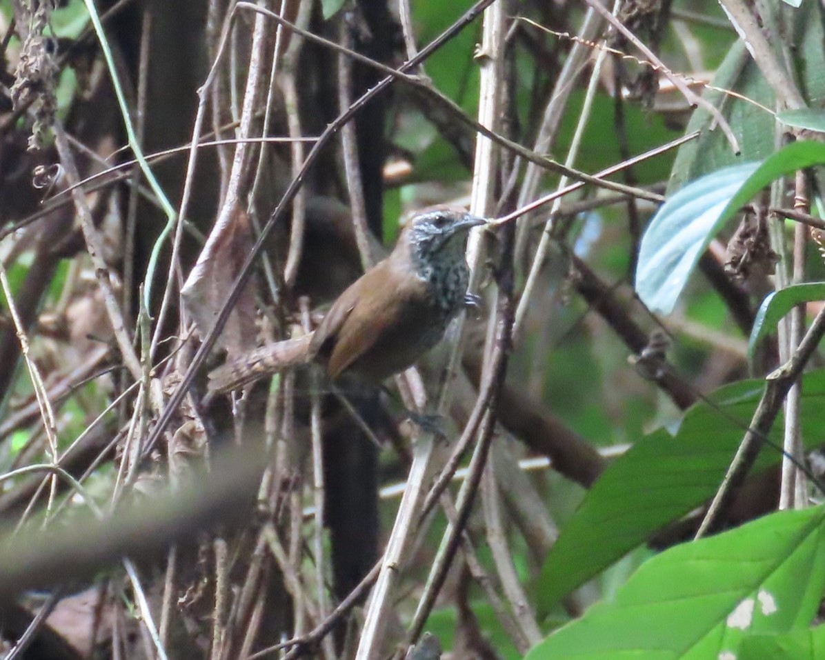 Spot-breasted Wren - ML643503574