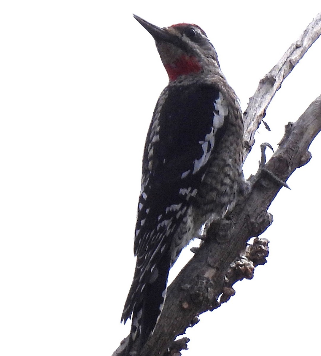 Red-naped Sapsucker - ML643503579