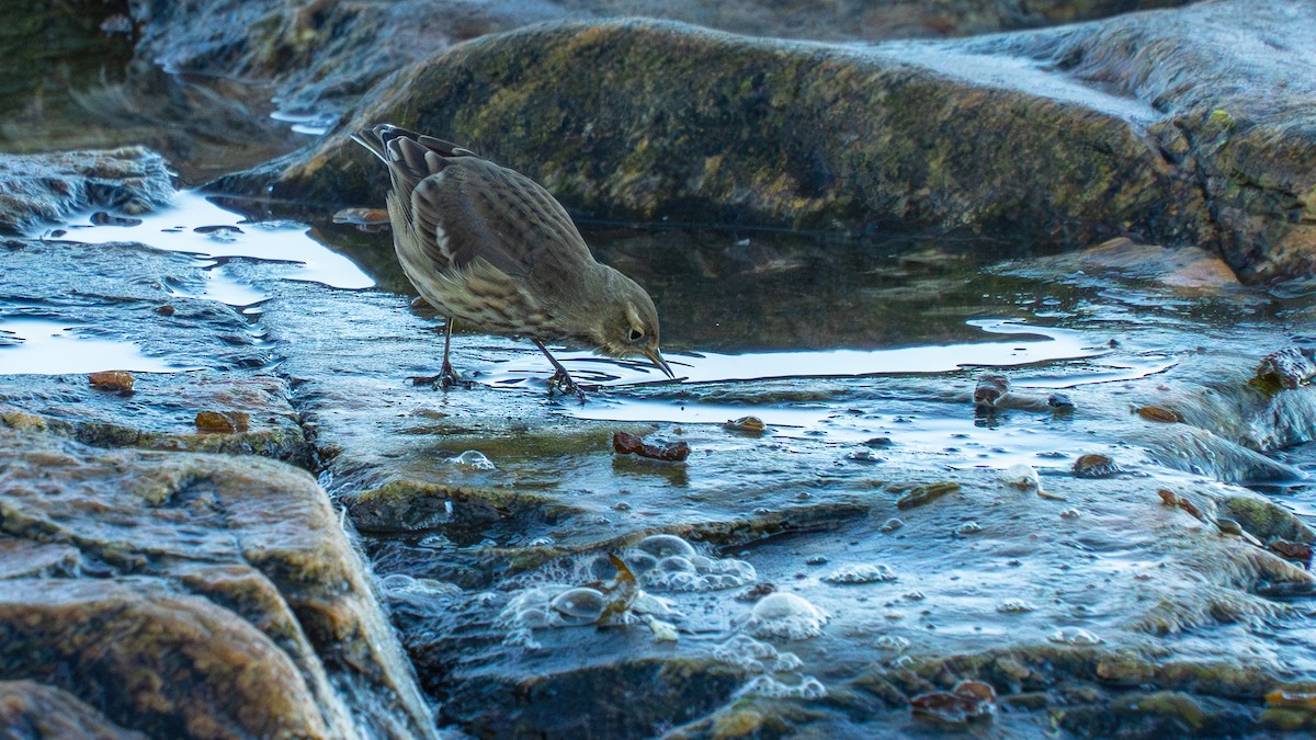 American Pipit - ML643503580