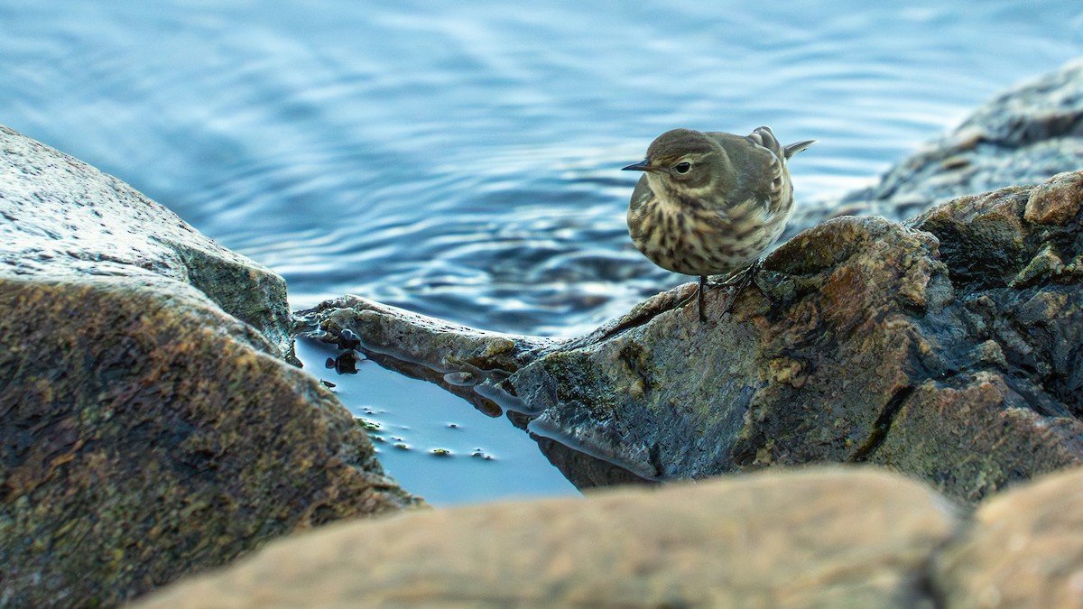 American Pipit - ML643503581