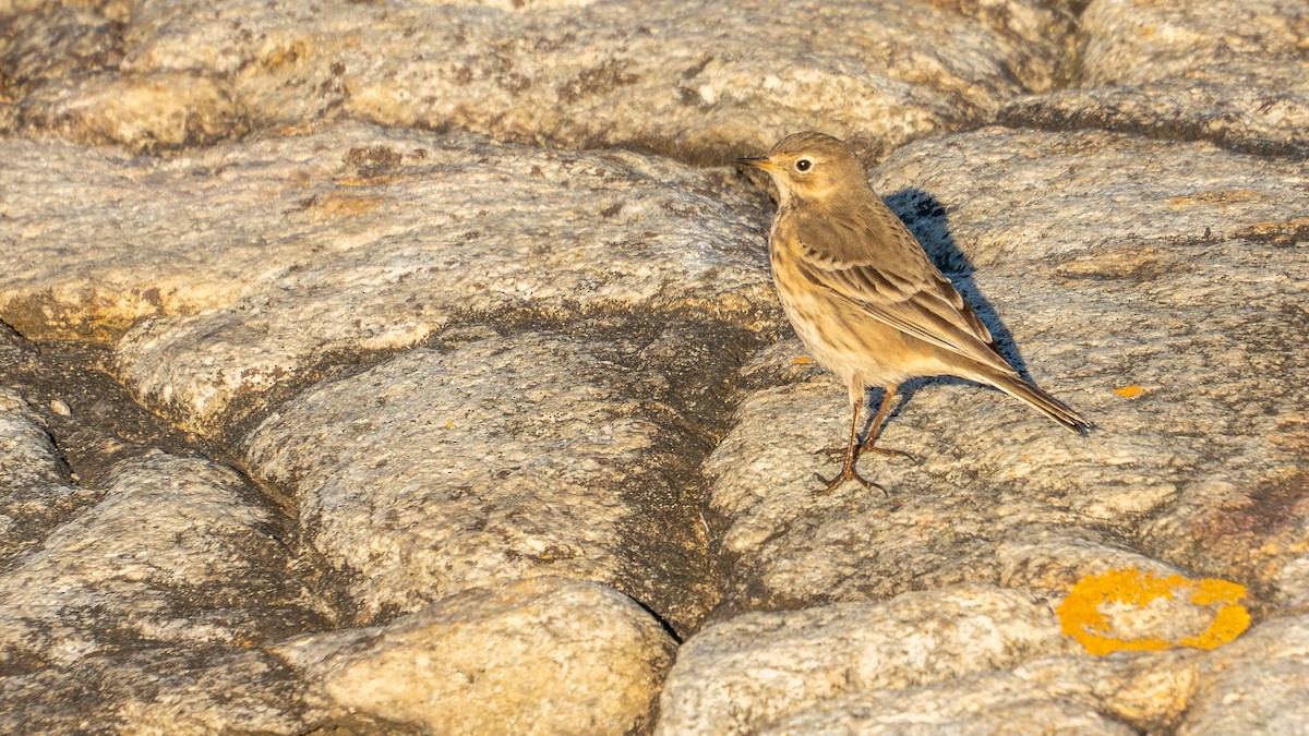 American Pipit - ML643503582