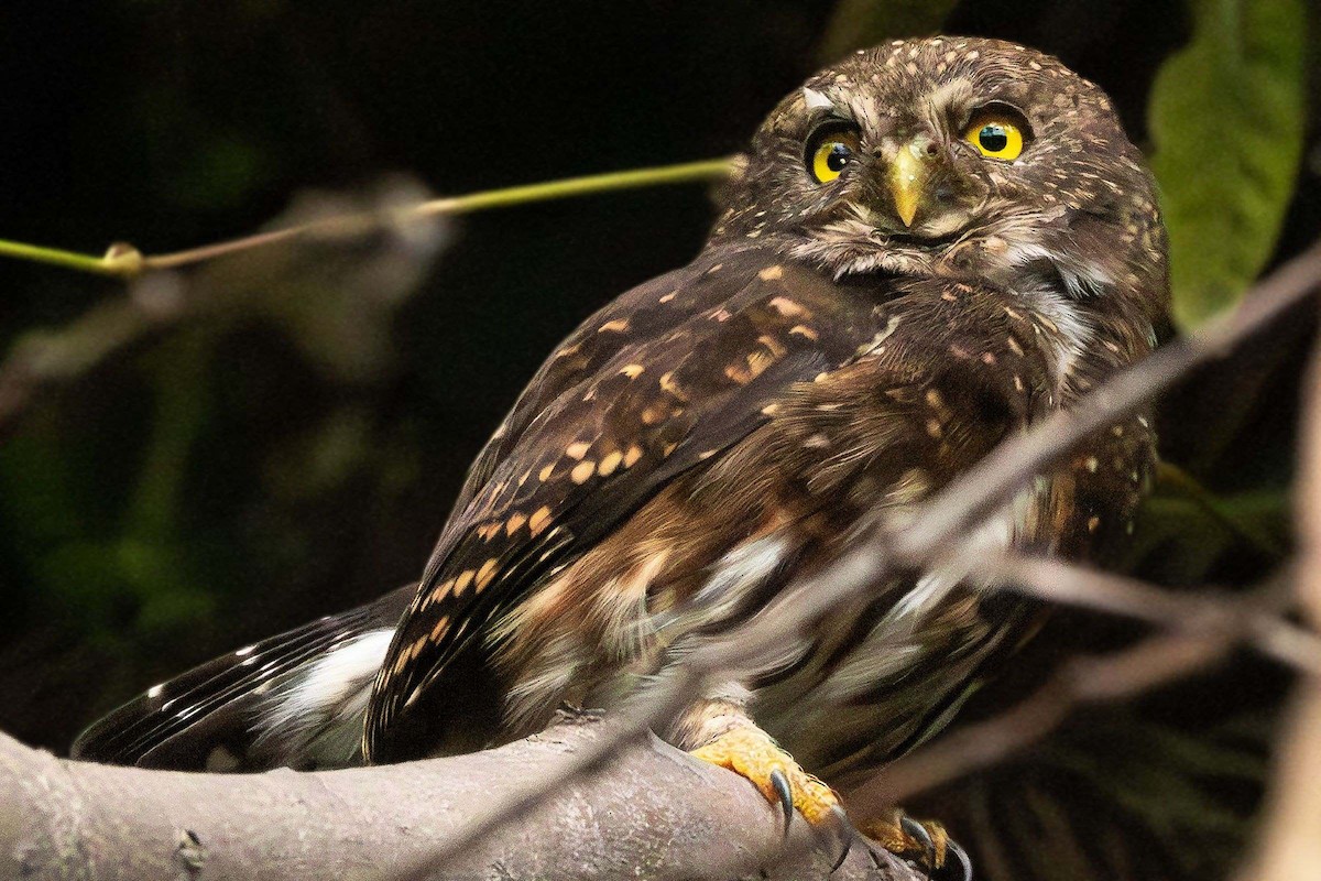 Andean Pygmy-Owl - ML643503593