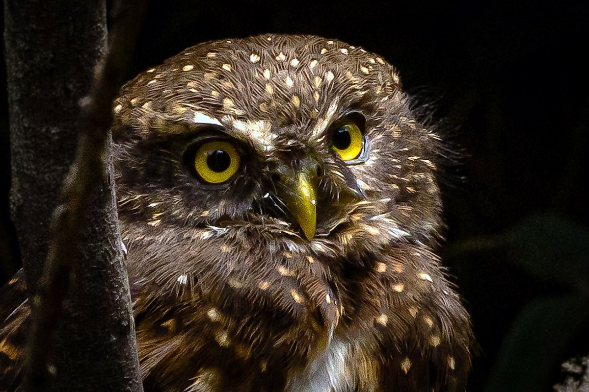 Andean Pygmy-Owl - ML643503594