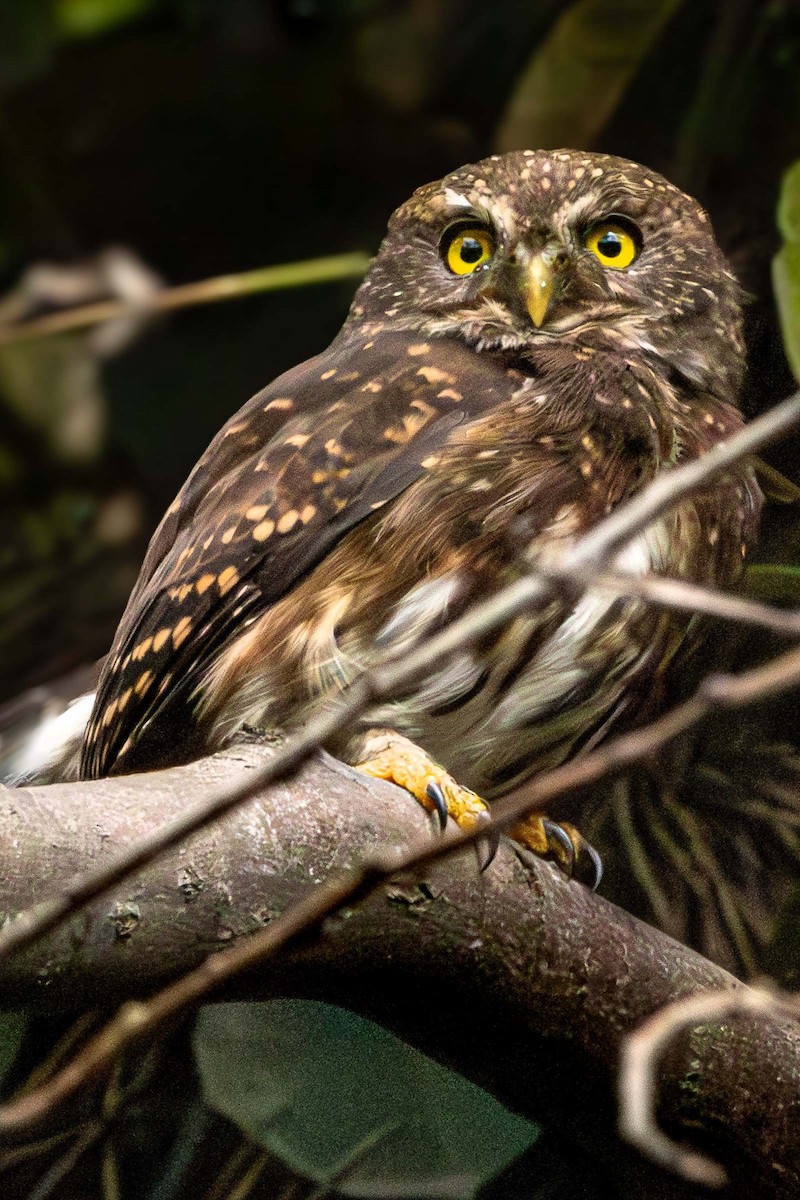 Andean Pygmy-Owl - ML643503595