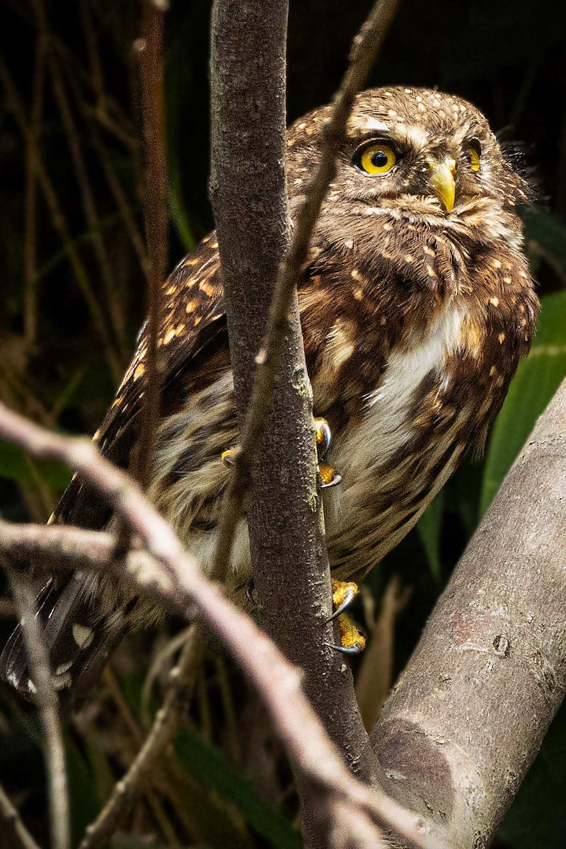 Andean Pygmy-Owl - ML643503596