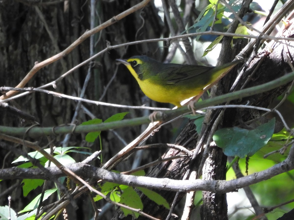 Kentucky Warbler - ML643503614