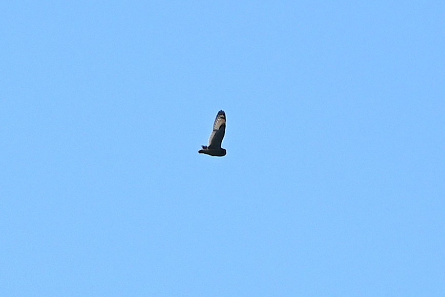 短耳鴞 - ML643503655