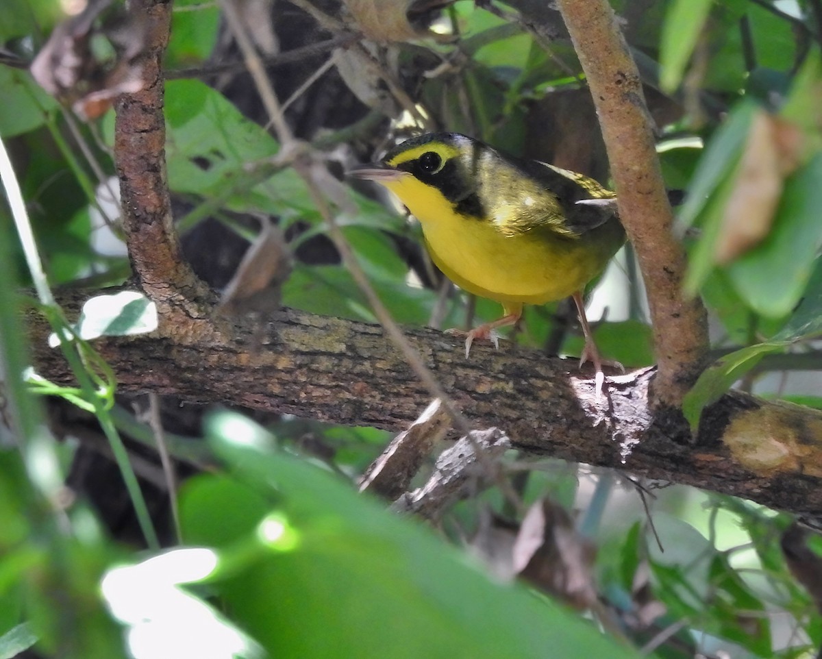 Kentucky Warbler - ML643503657