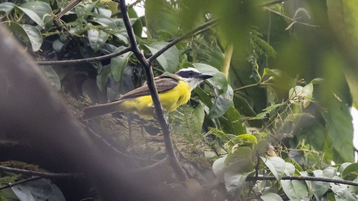 Boat-billed Flycatcher - ML643503663