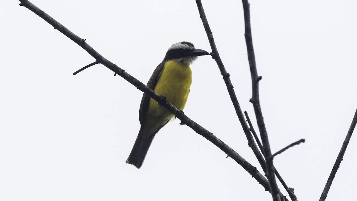 Boat-billed Flycatcher - ML643503664