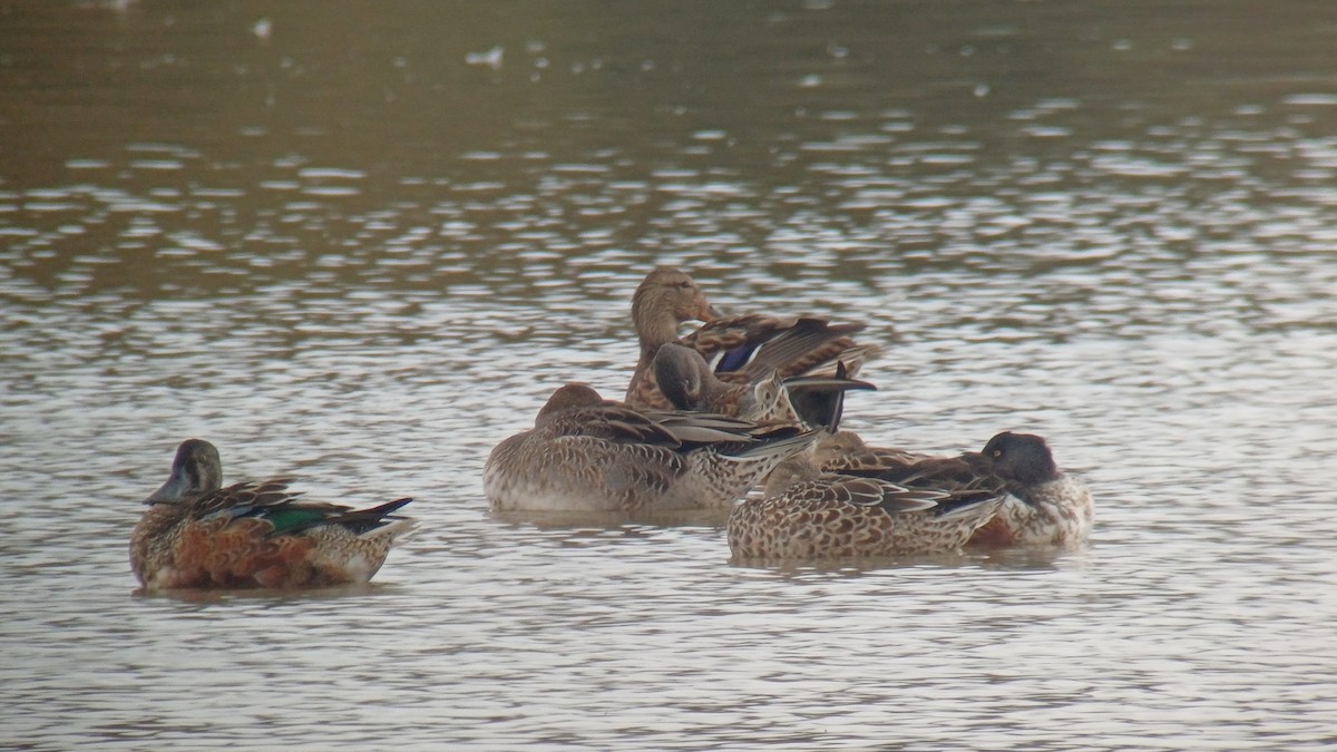 Northern Pintail - ML643503672