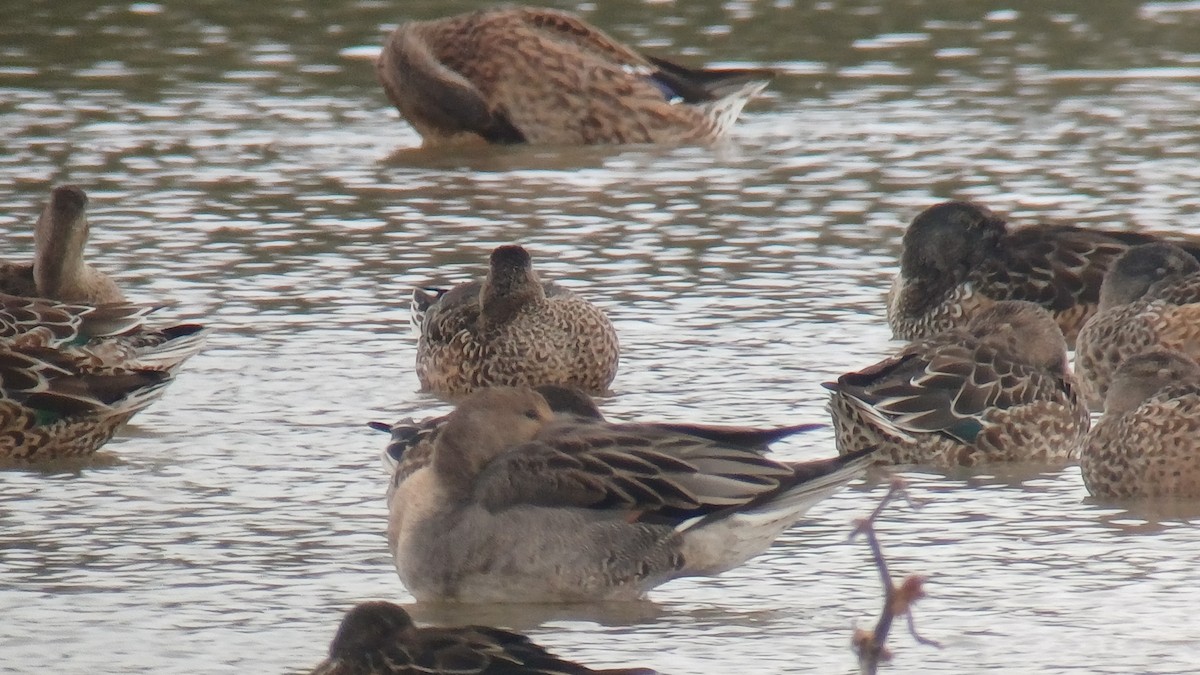 Northern Pintail - ML643503674