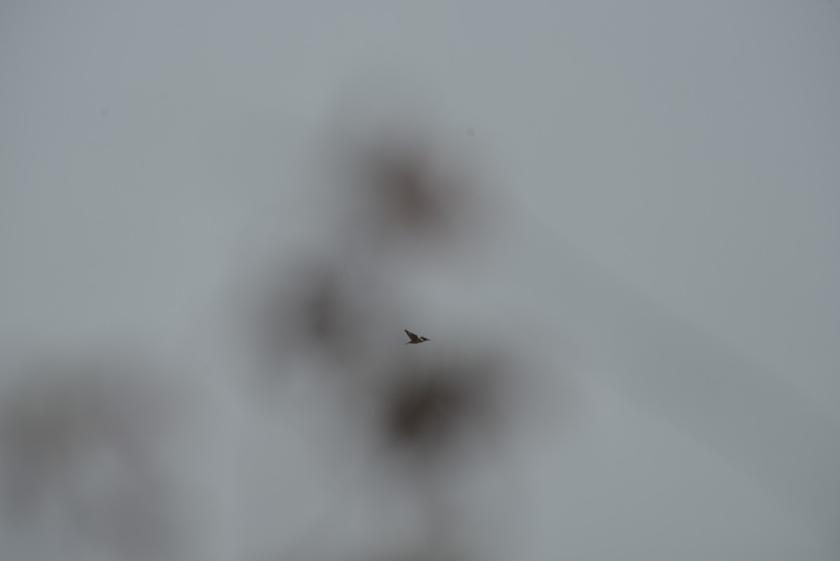 Belted Kingfisher - ML643503679