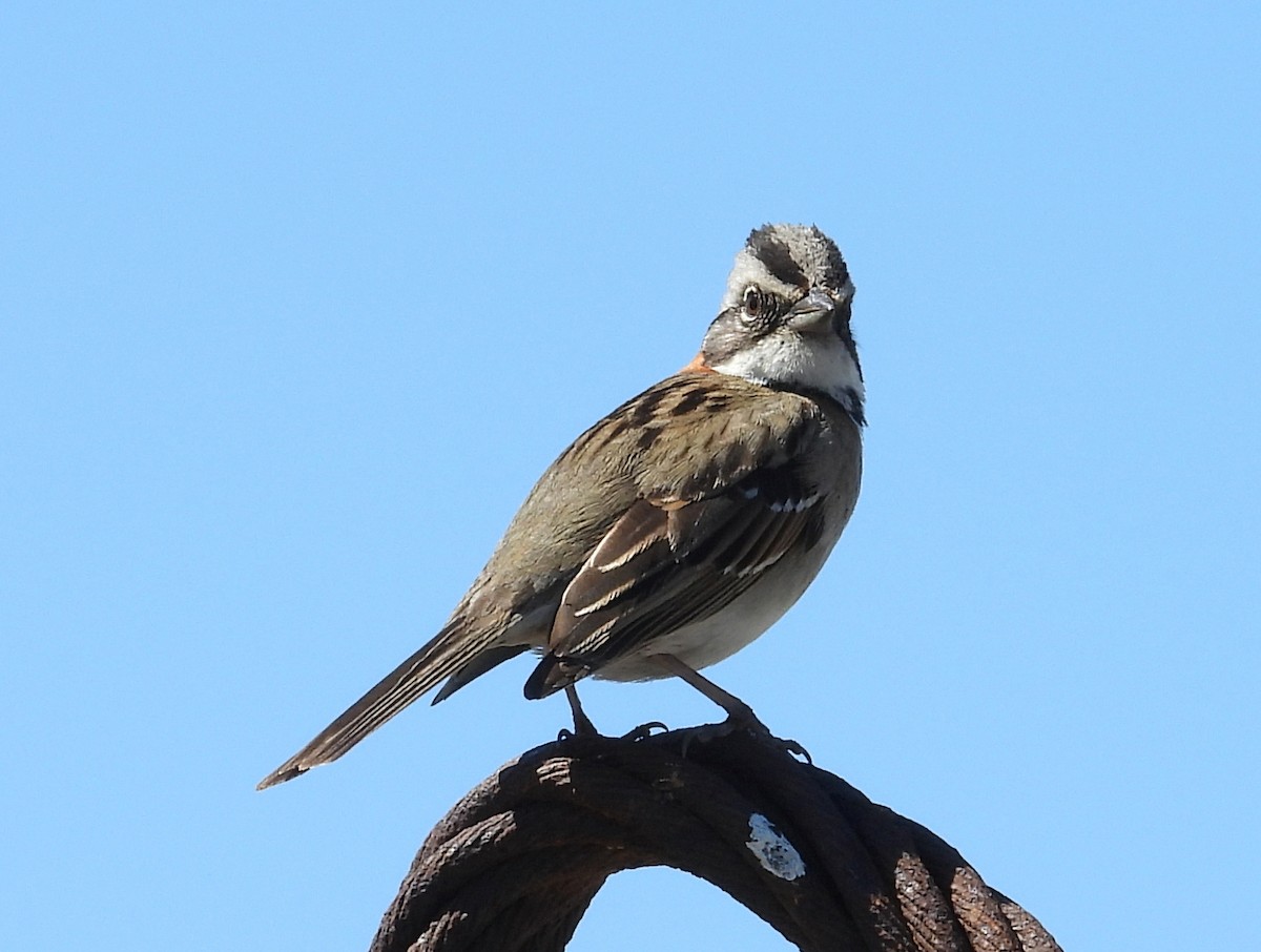 Rufous-collared Sparrow - ML643503684