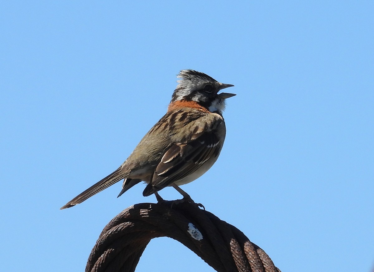 Rufous-collared Sparrow - ML643503685