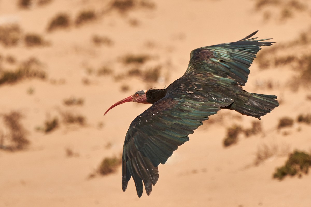 Northern Bald Ibis - ML643503691