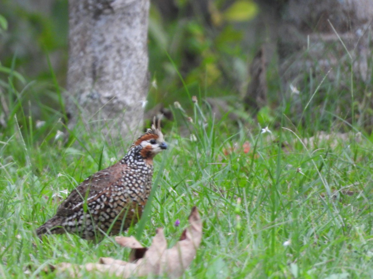 Crested Bobwhite - ML643503703