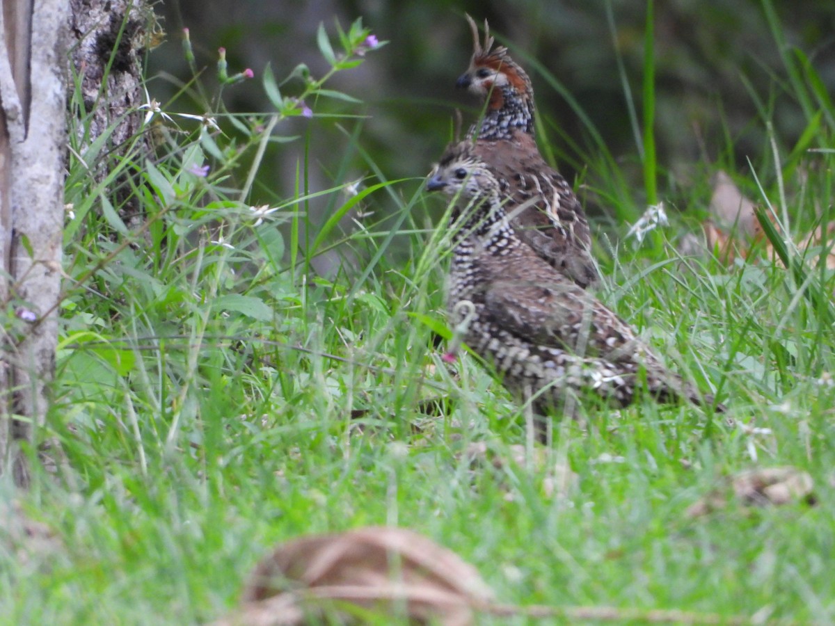 Crested Bobwhite - ML643503706