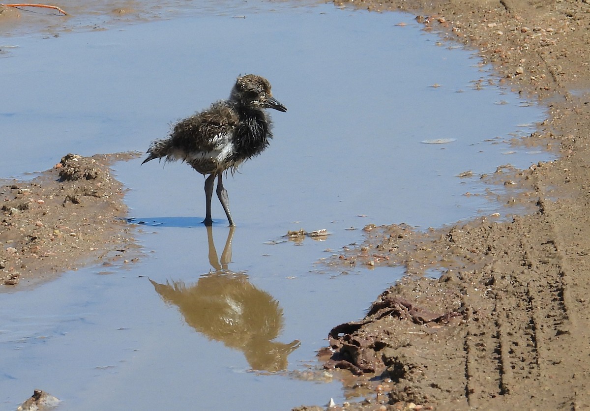 Southern Lapwing - ML643503707