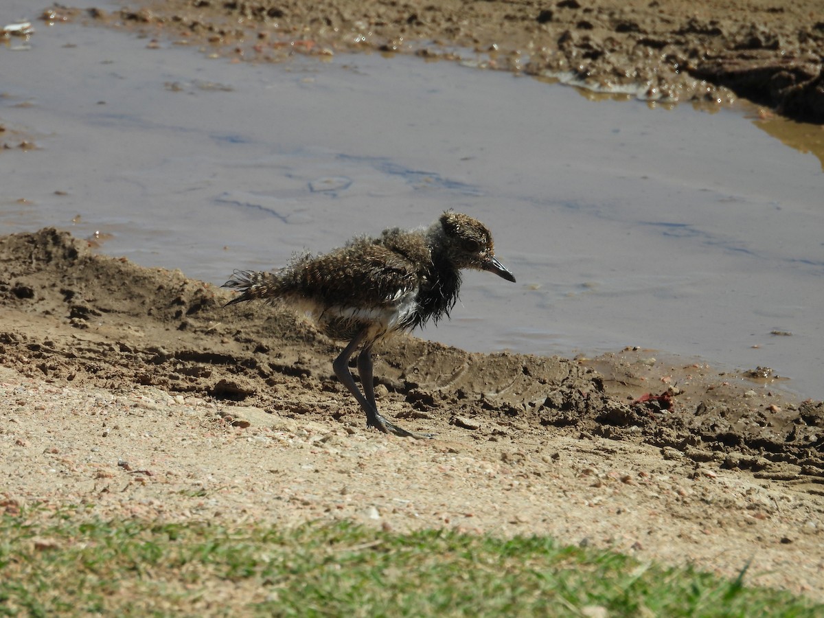 Southern Lapwing - ML643503708