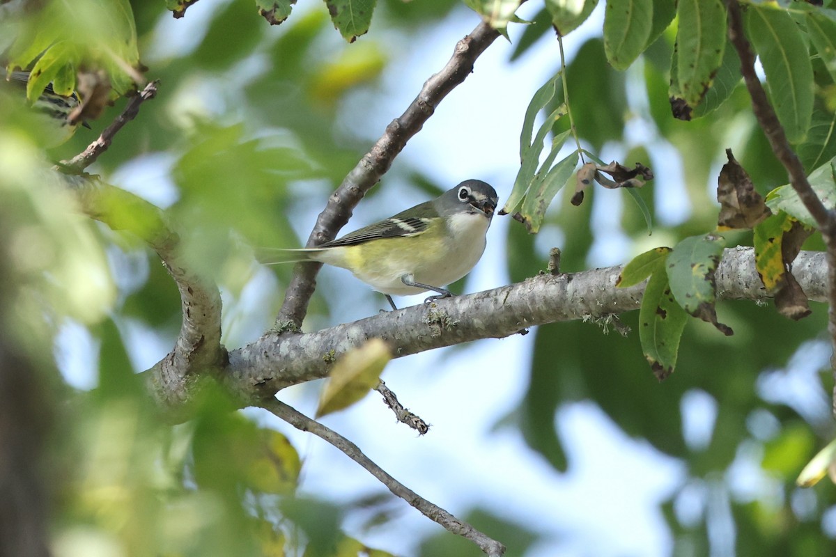 Blue-headed Vireo - ML643503709