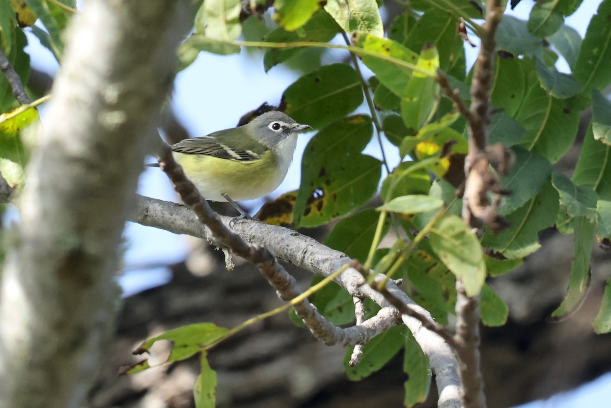 Blue-headed Vireo - ML643503710