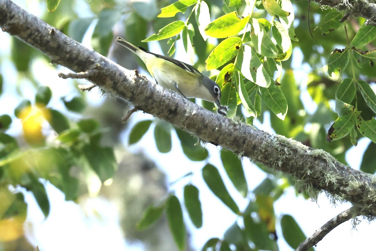 Blue-headed Vireo - ML643503711