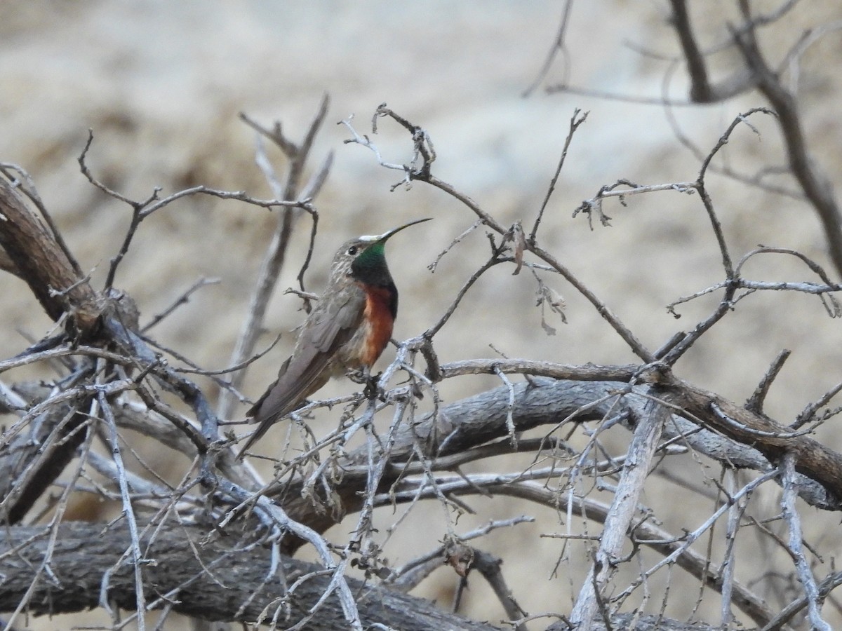 Wedge-tailed Hillstar - ML643503722