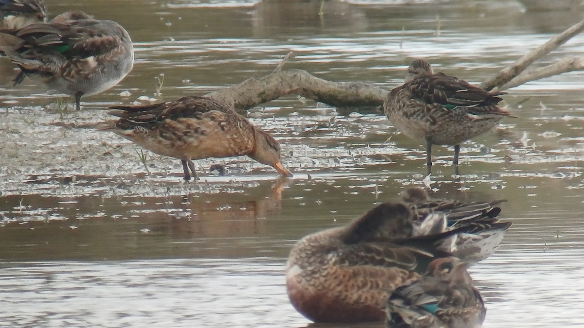 Green-winged Teal - ML643503725