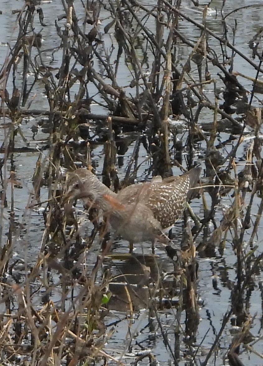 Pectoral Sandpiper - ML643503730