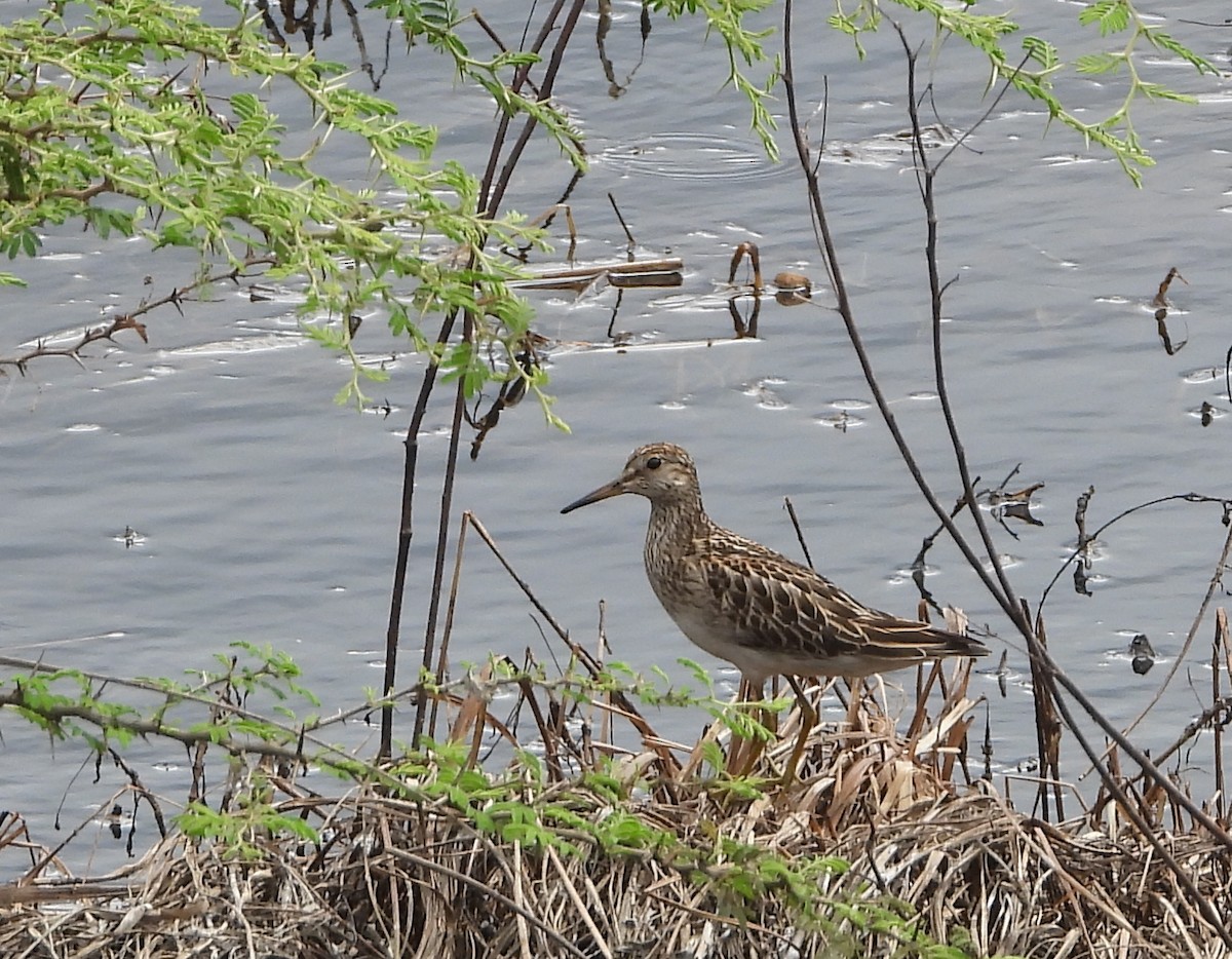 Pectoral Sandpiper - ML643503731