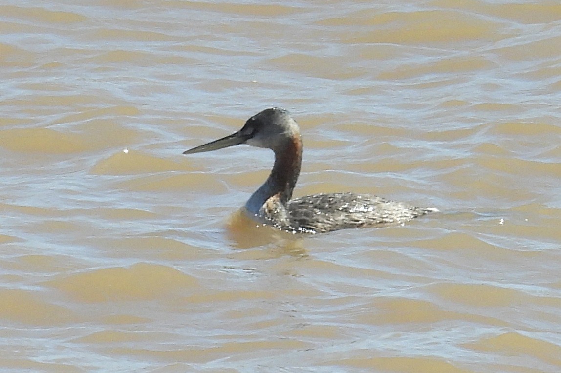 Great Grebe - ML643503733