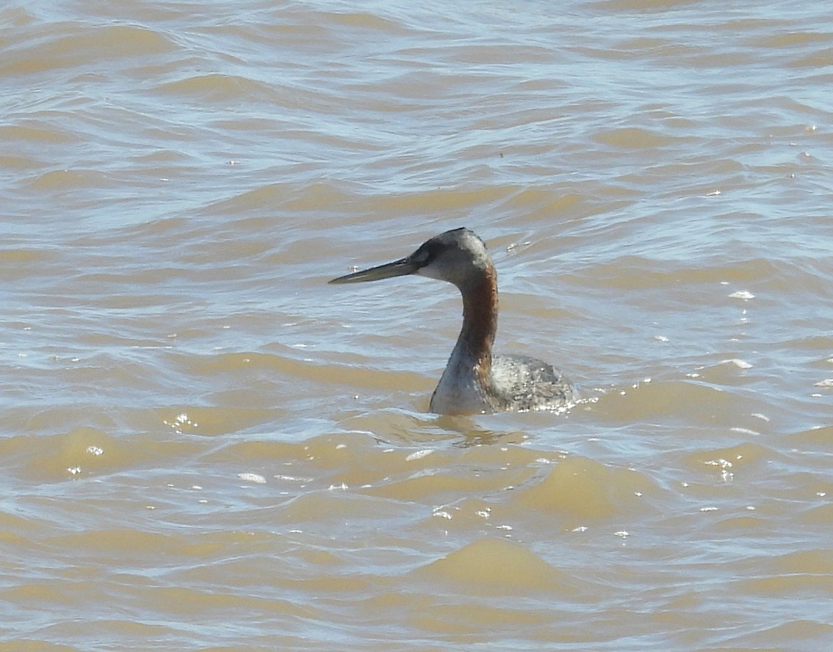 Great Grebe - ML643503734