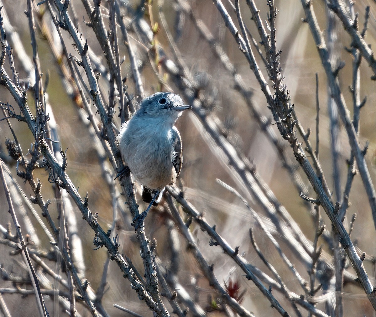 California Gnatcatcher - ML643503746