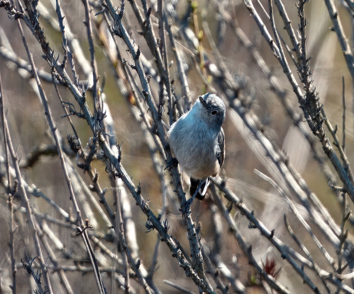 California Gnatcatcher - ML643503747
