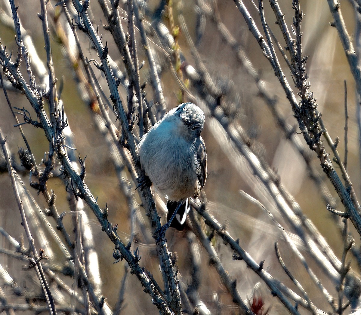 California Gnatcatcher - ML643503748