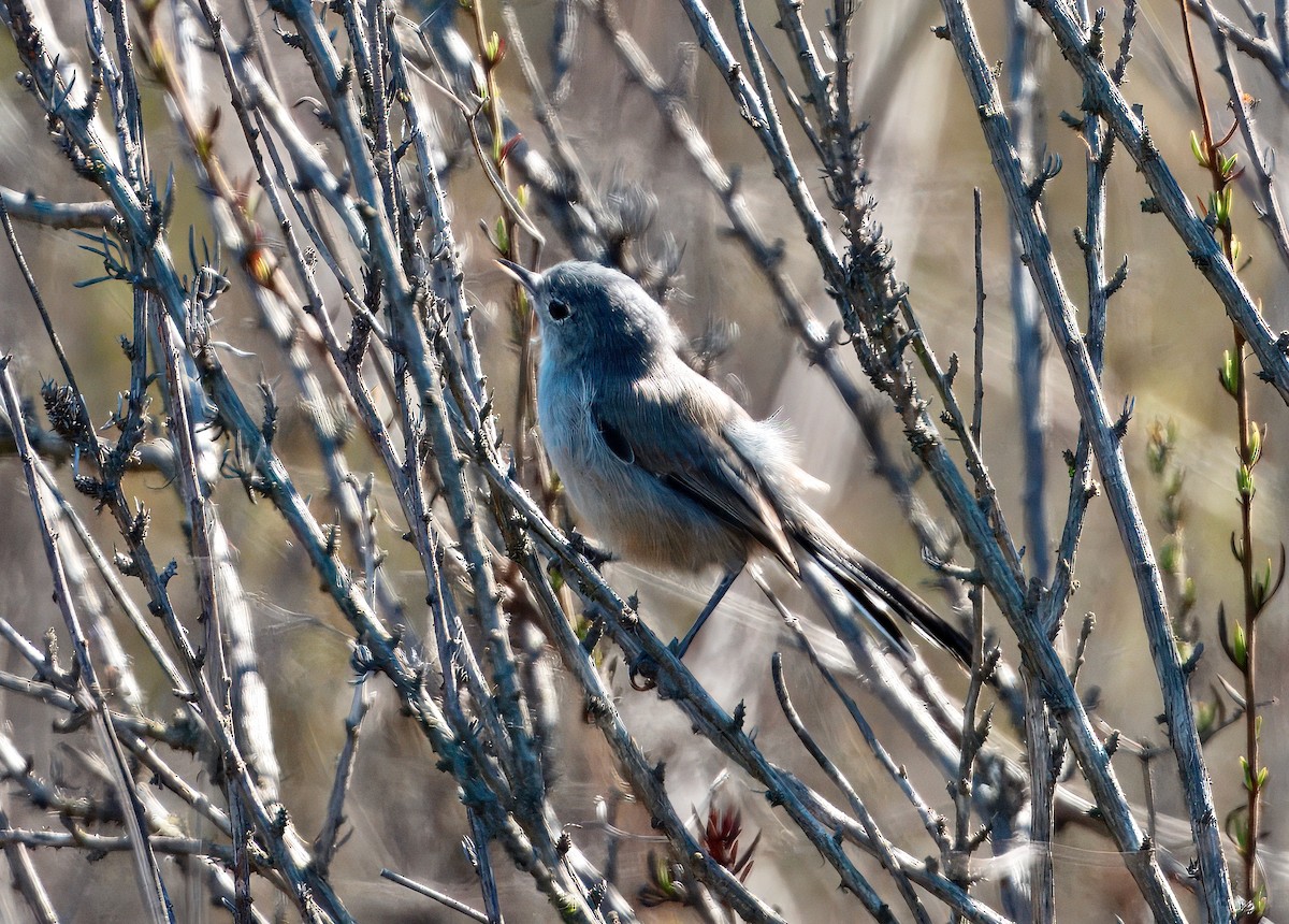 California Gnatcatcher - ML643503749