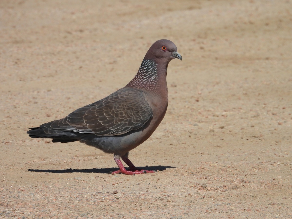 Picazuro Pigeon - ML643503751