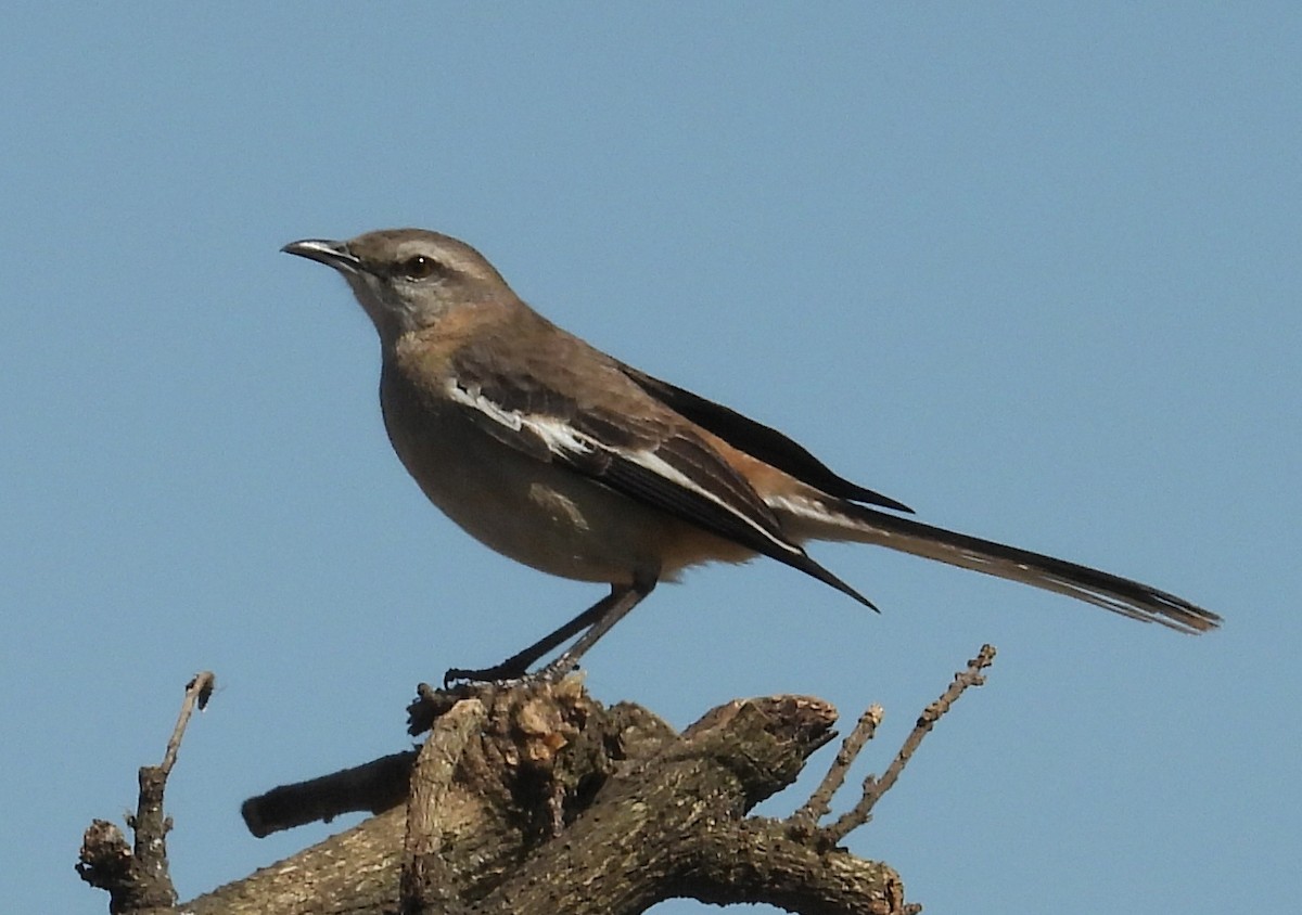 hvitvingespottefugl - ML643503771
