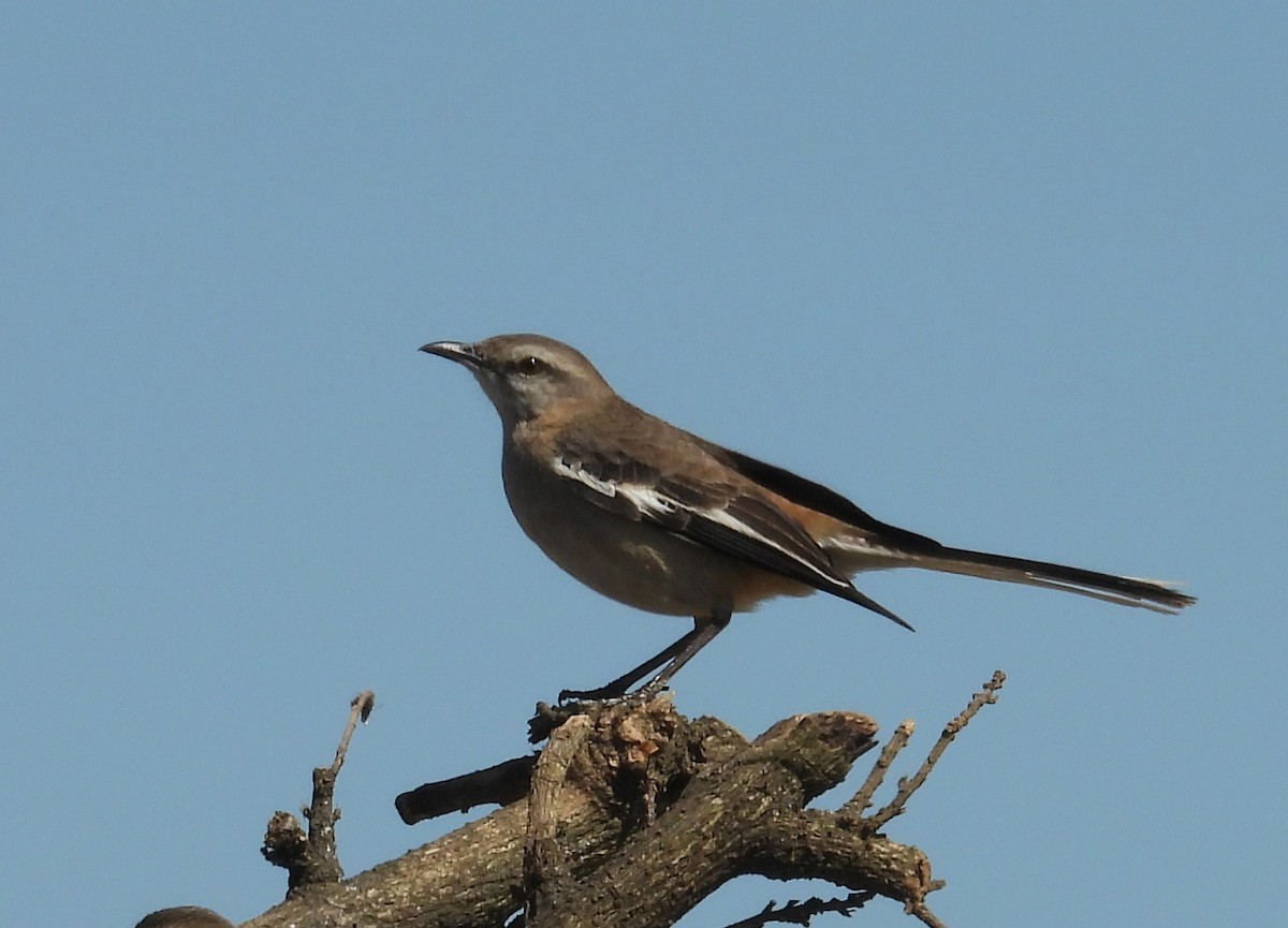 hvitvingespottefugl - ML643503772