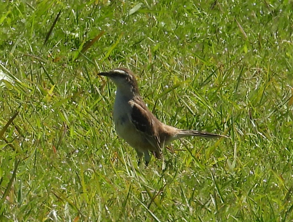 langbrynspottefugl - ML643503784