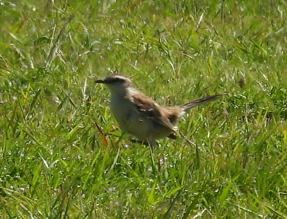 langbrynspottefugl - ML643503785