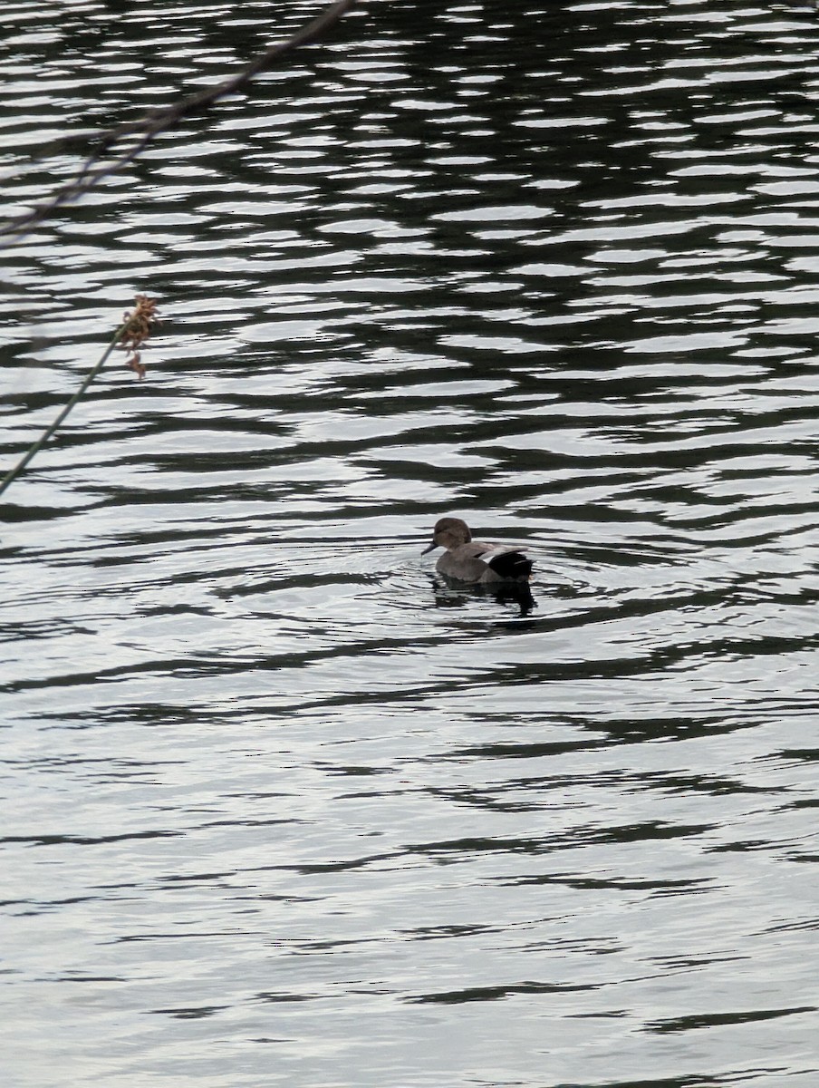 Gadwall - ML643503801