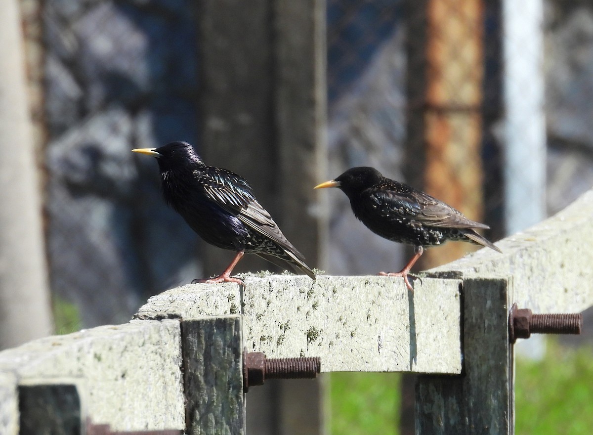 European Starling - ML643503804