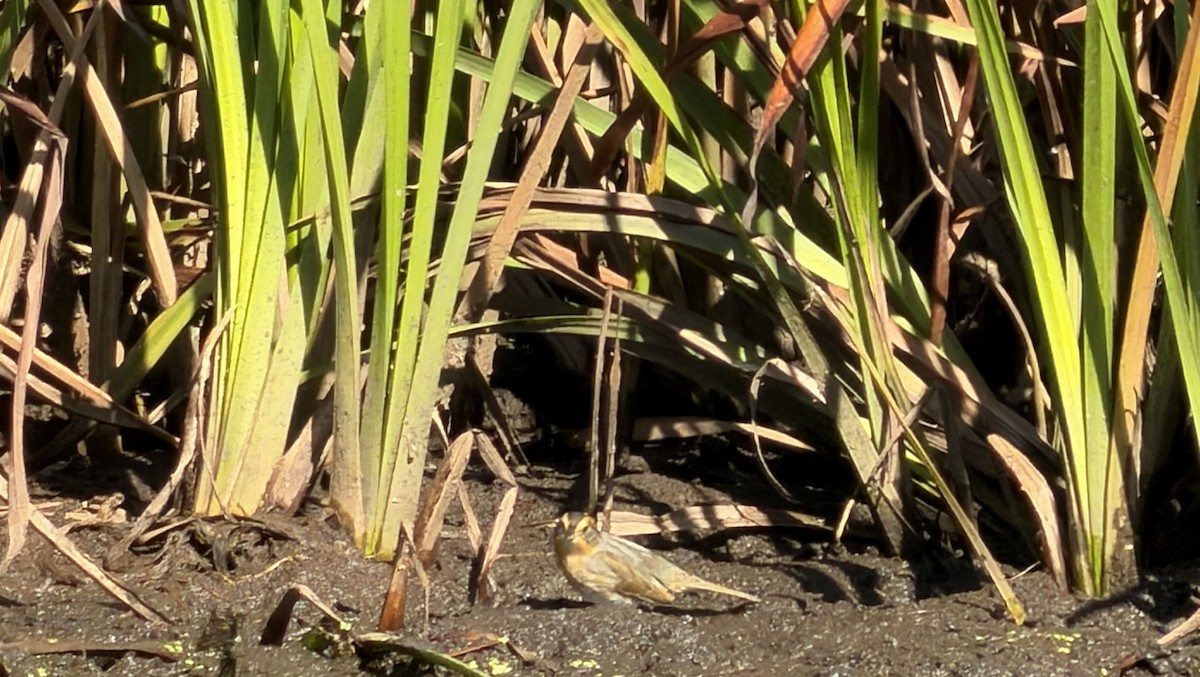 Nelson's Sparrow - ML643503806