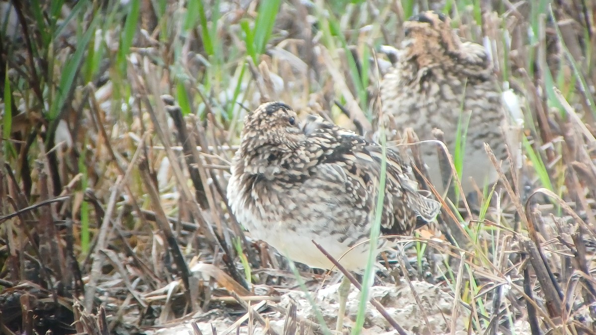 Common Snipe - ML643503814