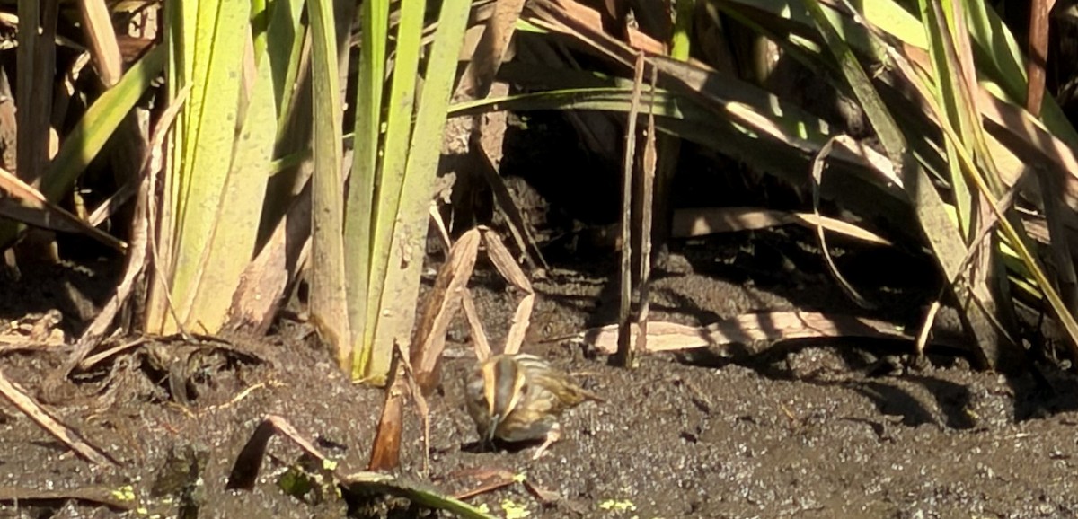 Nelson's Sparrow - ML643503815