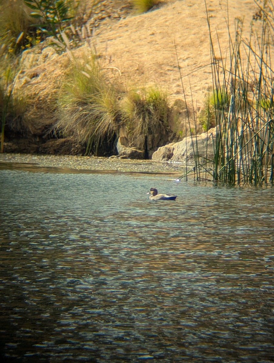 Gadwall - ML643503816