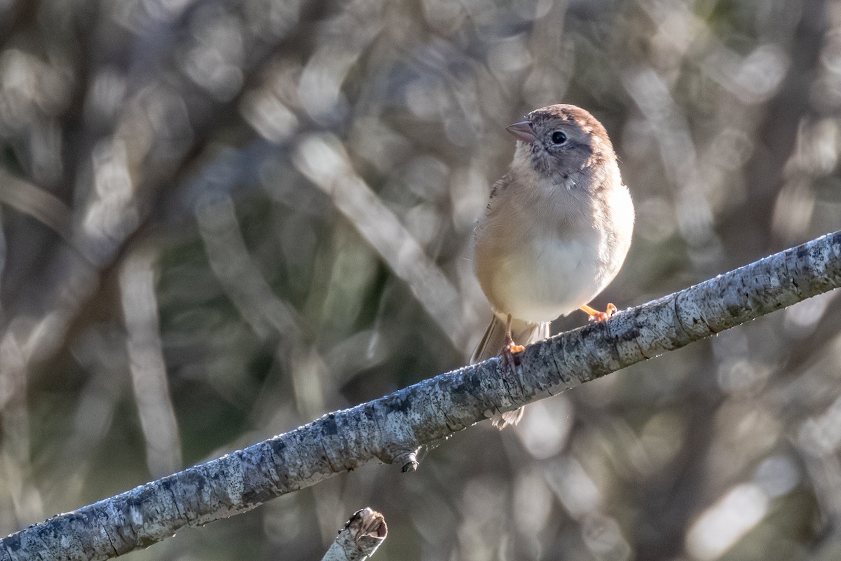 Field Sparrow - ML643503817
