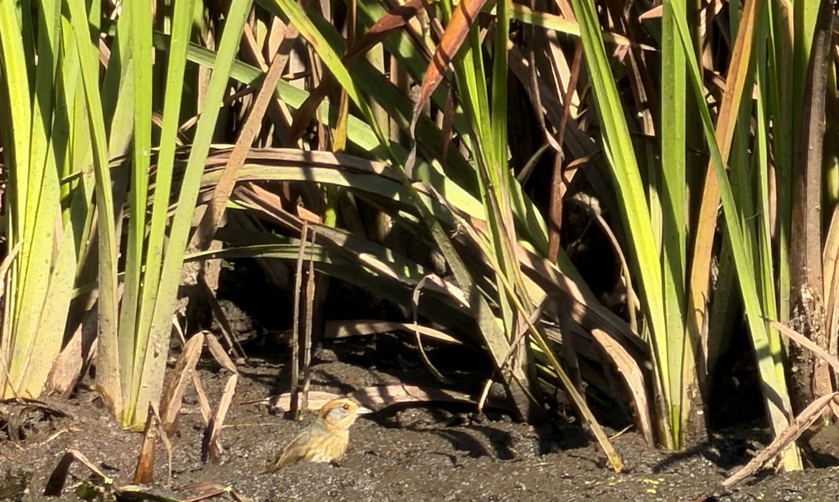 Nelson's Sparrow - ML643503825
